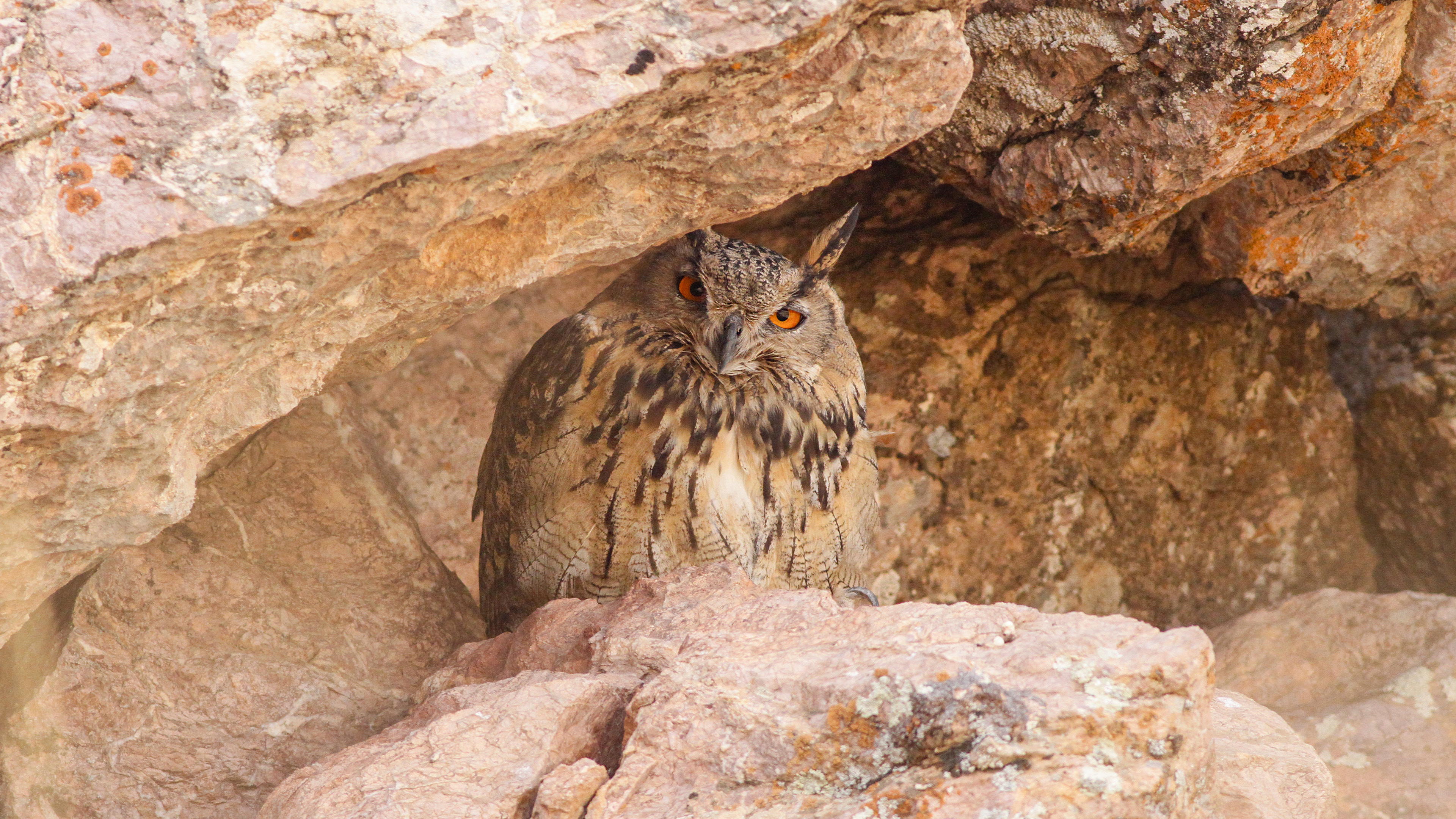 Eurasian Eagle-Owl